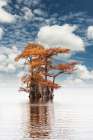 Bald cypress trees and autumn colors at sunrise in southern swamp, Caddo Lake, Texas. Art Print